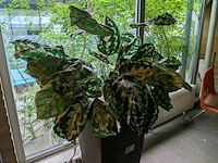Kunstplant in pot - afbeelding 3 van  7