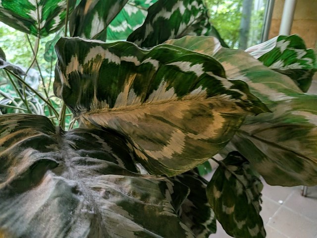 Kunstplant in pot - afbeelding 4 van  7