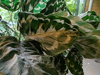 Kunstplant in pot - afbeelding 4 van  7
