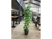 Kunstplant in pot - afbeelding 2 van  5