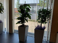 Kunstplant in pot - afbeelding 1 van  4