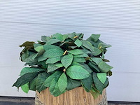 Kunstplant in rattan mand - afbeelding 2 van  3