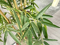 Kunstplant in stenen pot - afbeelding 3 van  3