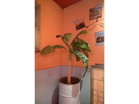 Kunstplant in verrijdbare drum (2x) - afbeelding 3 van  8