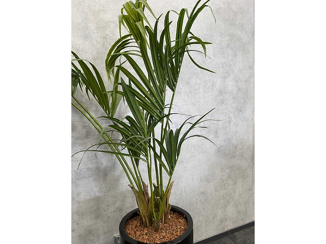 Kunstplant met aardewerk sierpot h200 - afbeelding 2 van  7