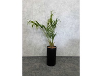 Kunstplant met aardewerk sierpot h200 - afbeelding 4 van  7