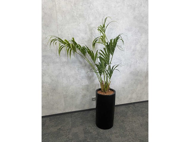 Kunstplant met aardewerk sierpot h200 - afbeelding 5 van  7