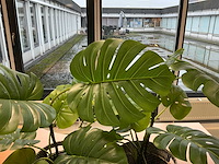 Kunstplant met pot (2x) - afbeelding 2 van  3