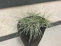 Kunstplant met pot (2x) - afbeelding 2 van  3