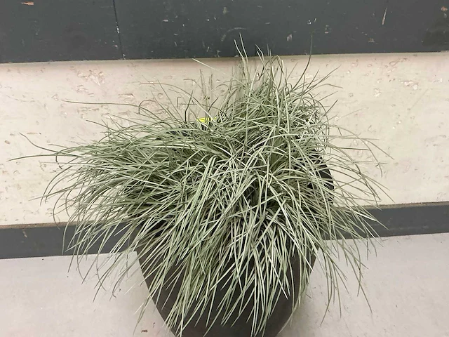 Kunstplant met pot (2x) - afbeelding 2 van  3
