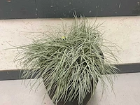 Kunstplant met pot (2x) - afbeelding 2 van  3