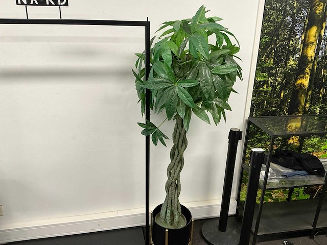 Kunstplant met pot h circa 162cm - afbeelding 1 van  2