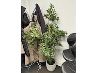 Kunstplant met pot h circa 170cm - afbeelding 2 van  2