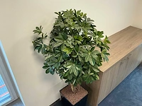 Kunstplant met pot vingerplant - afbeelding 2 van  3