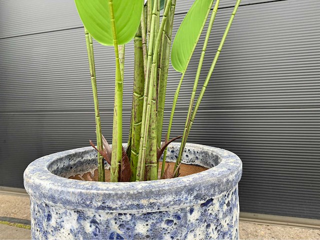 Kunstplant met pot - afbeelding 4 van  9