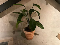 Kunstplant met pot - afbeelding 1 van  3