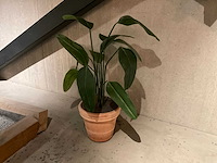 Kunstplant met pot - afbeelding 2 van  3