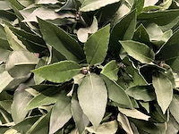 Kunstplant met pot - afbeelding 4 van  4