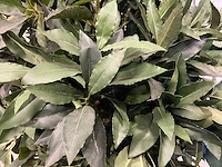 Kunstplant met pot - afbeelding 4 van  6