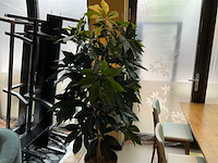 Kunstplant met pot - afbeelding 2 van  3