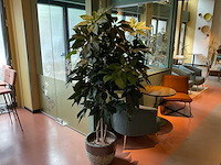 Kunstplant met pot - afbeelding 1 van  3