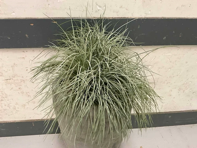 Kunstplant met pot - afbeelding 2 van  3