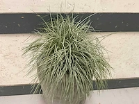Kunstplant met pot - afbeelding 2 van  3