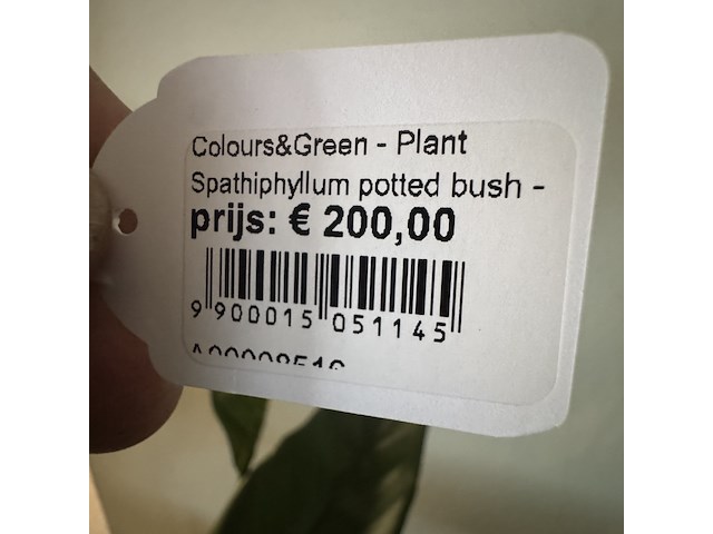 Kunstplant op sokkel colours&green, spathiphyllum - afbeelding 3 van  5