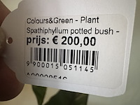 Kunstplant op sokkel colours&green, spathiphyllum - afbeelding 3 van  5
