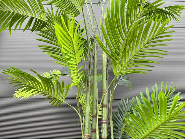 Kunstplant palm met pot - afbeelding 6 van  9