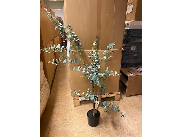 Kunstplant, pure, eucalyptus globulus, groen/zwart, 150cm - afbeelding 1 van  3