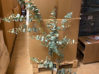 Kunstplant, pure, eucalyptus globulus, groen/zwart, 150cm - afbeelding 1 van  3