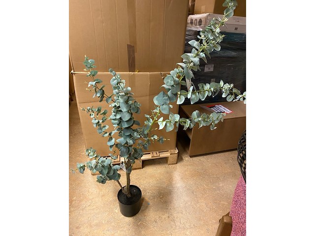 Kunstplant, pure, eucalyptus globulus, groen/zwart, 150cm - afbeelding 2 van  3