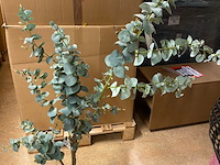 Kunstplant, pure, eucalyptus globulus, groen/zwart, 150cm - afbeelding 2 van  3