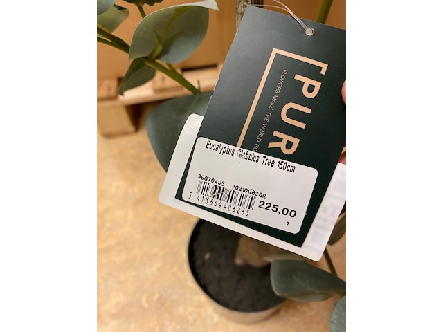 Kunstplant, pure, eucalyptus globulus, groen/zwart, 150cm - afbeelding 3 van  3