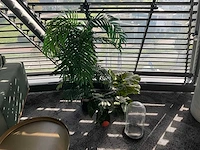 Kunstplanten (3x)