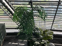 Kunstplanten (3x) - afbeelding 2 van  3