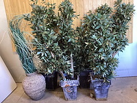 Kunstplanten (7x) - afbeelding 1 van  4