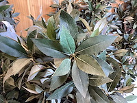 Kunstplanten (7x) - afbeelding 4 van  4