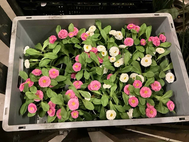 Kunstplanten en decoratie - afbeelding 9 van  9