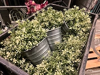 Kunstplanten en decoratie - afbeelding 6 van  9