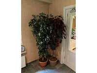 Kunstplanten in pot (2x) - afbeelding 2 van  2