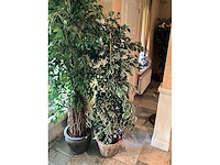 Kunstplanten in pot (2x) - afbeelding 4 van  7
