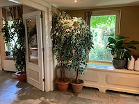 Kunstplanten in pot (2x) - afbeelding 1 van  5