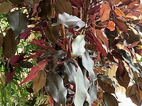 Kunstplanten in pot (2x) - afbeelding 5 van  6