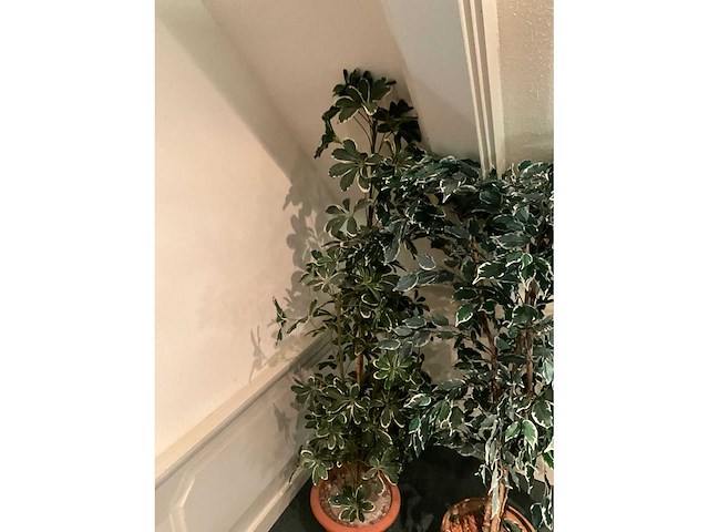 Kunstplanten in pot - afbeelding 3 van  5