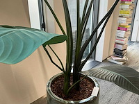 Kunstplanten met pot (2x) - afbeelding 7 van  8