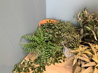 Kunstplanten - afbeelding 3 van  4