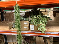 Kunstplanten - afbeelding 11 van  11