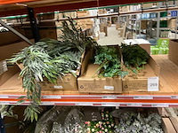 Kunstplanten - afbeelding 15 van  16